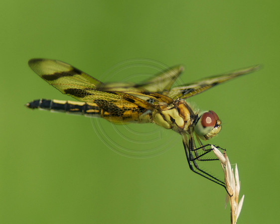 Dragonfly with Banded Wings Close Up