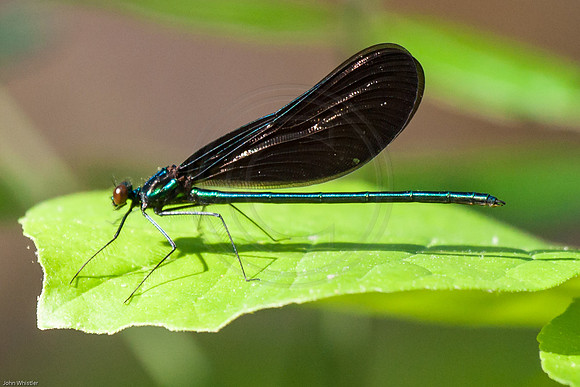 Green Damselfly and Shadow