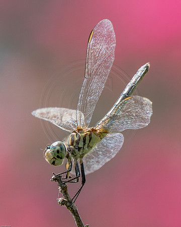 Dragonfly Handstand 2015