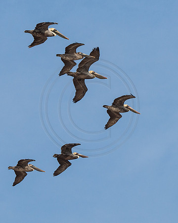 V of Pelicans 2014
