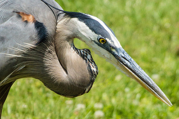 Great Blue Heron Close Up 2014