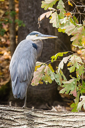 Great Blue Heron One Leg Stance