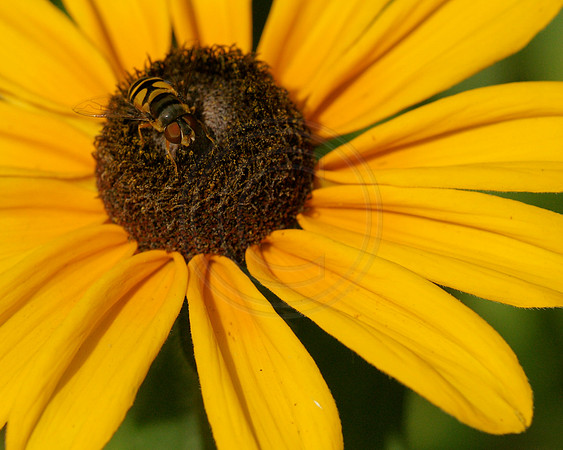 Bee on Indian Summer