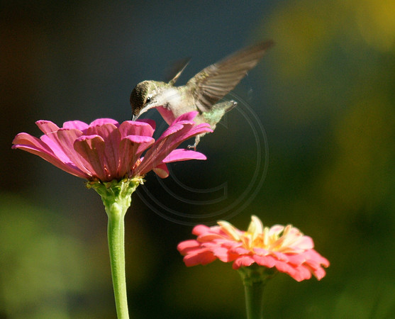 Hummingbird on Pink Zinnia 2