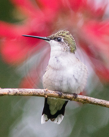 Hummingbird with Red Background 2015
