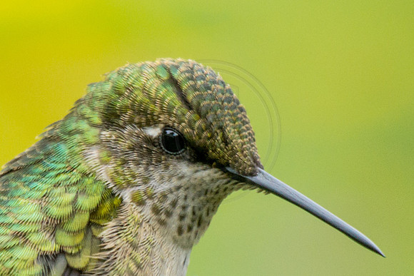 Hummingbird Portrait 2  2014