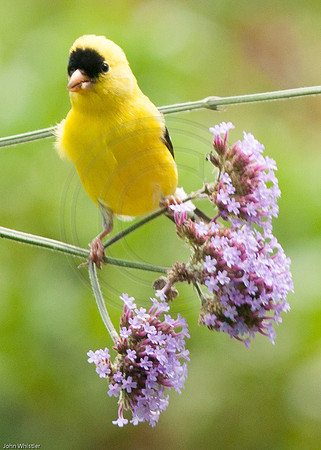 Goldfinch on Verbena 2012