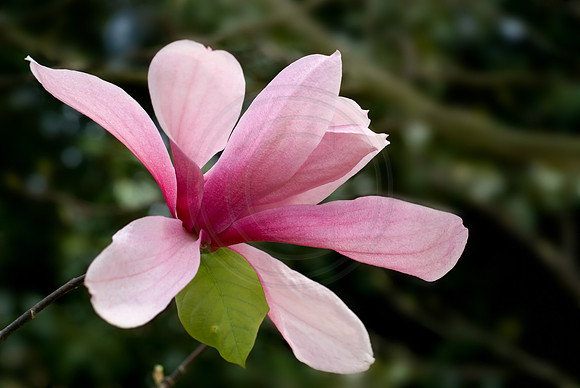 Japanese Magnolia