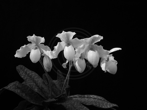 White Paph Black and White