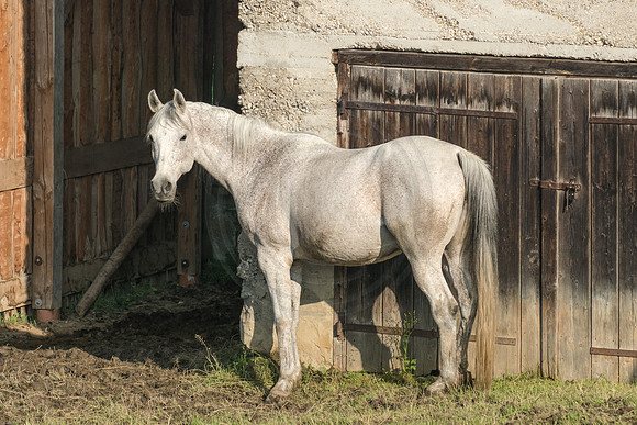 Horse in Uigendorf