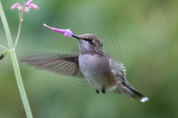 Hummingbird with Agastache Capped Beak 2014