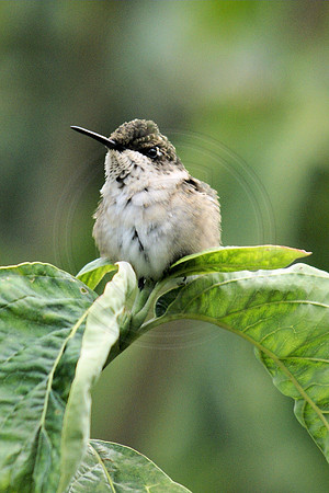 Ruffled Hummer Female