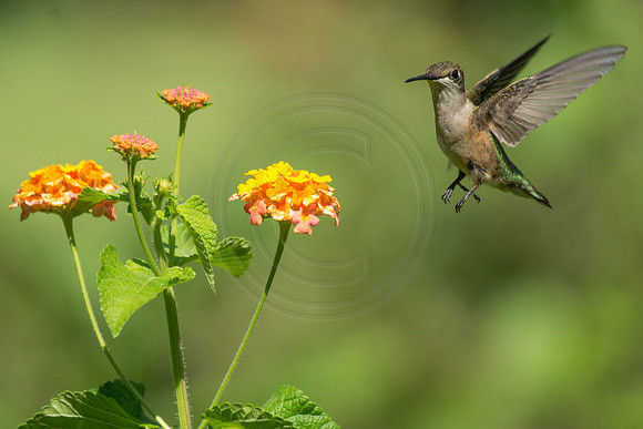 Hummingbird and Lantana 5 2014