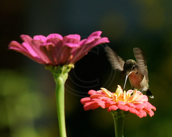 Hummer and Pink Zinnia 1
