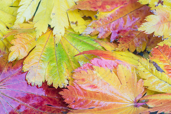 Japanese Maple Leaves 2 Fall 2012