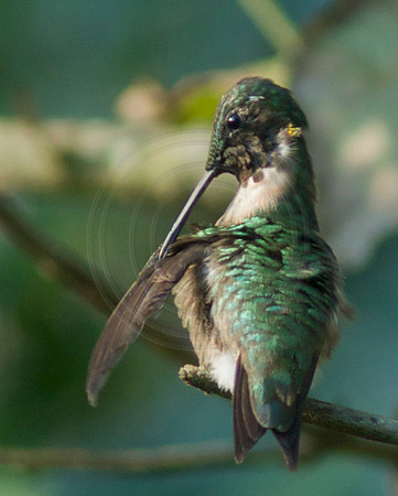 Male Ruby Throat Preening Wing