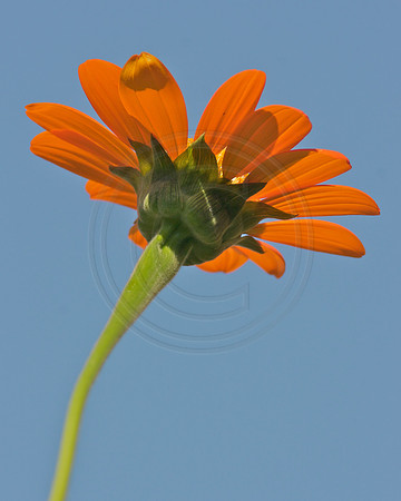 Tithonia Against the Sky