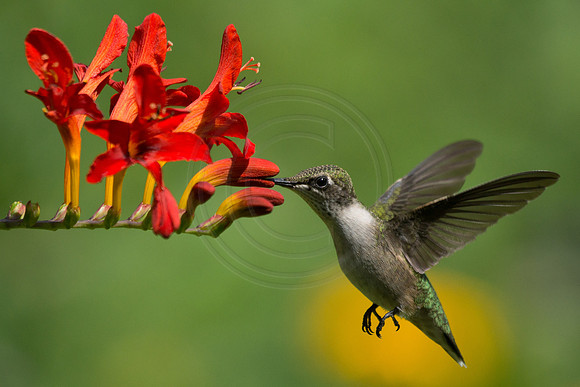 Hummingbird In Crocrosmia 2014