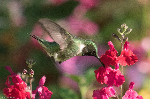 Male Hummingbird on Red Sage 5/2016