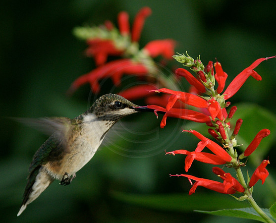 Hummingbird Feeding at Pineapple Sage