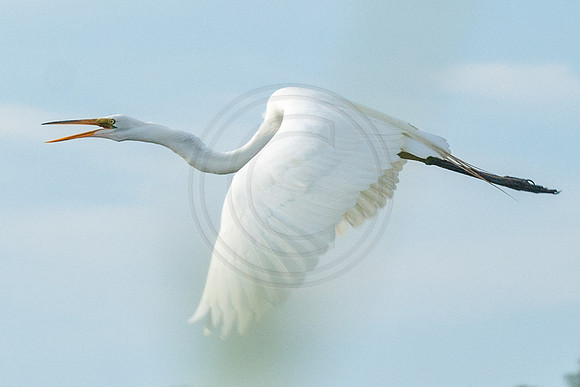 Great Egret In Flight 2