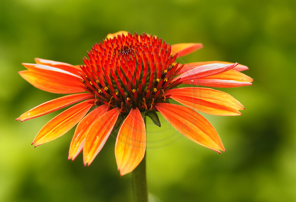 Orange Coneflower