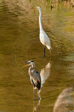 Great Blue Heron and Great Egret