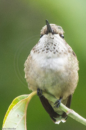 Fluffed Up Hummingbird