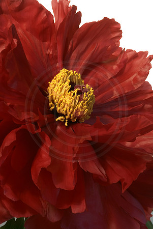 Red Tree Peony on White