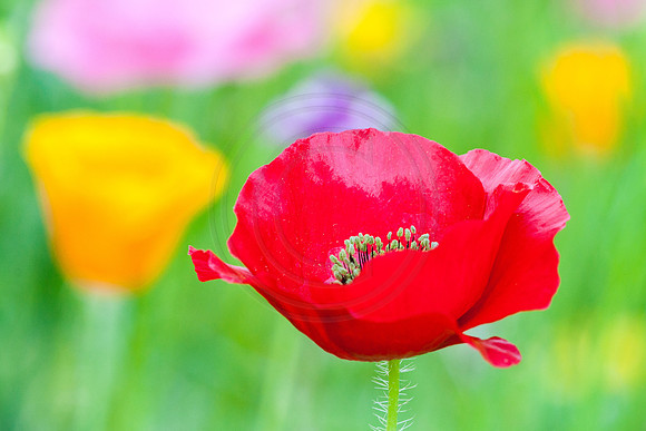 Red Poppy 1 2014