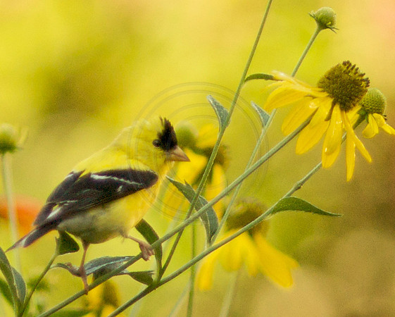 Goldfinch in Rudebeckia