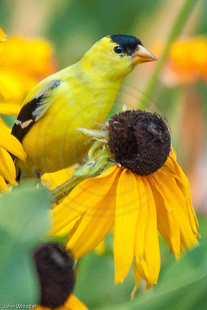 Goldfinch Male on Rudebeckia 2