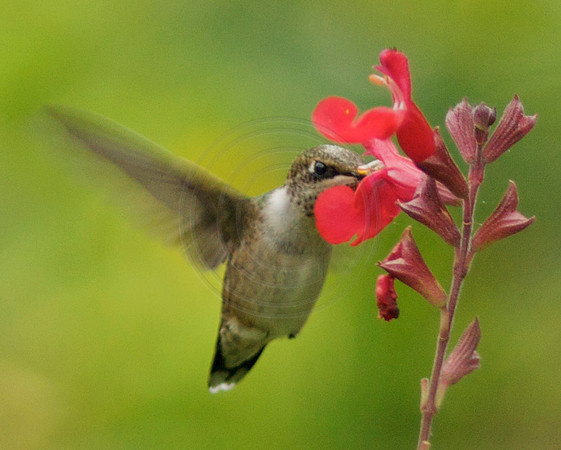 Hummingbird In Red Sage Head On