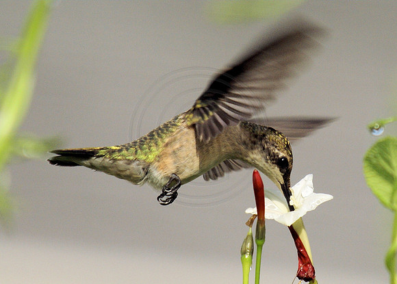 Hummingbird and White Cypress Vine