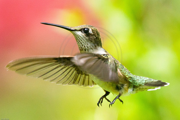 Hummingbird with Red and Green Background
