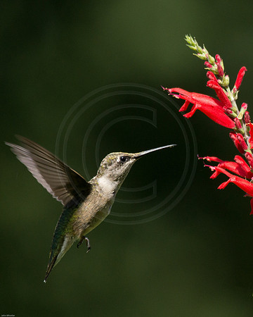 Hummingbird at Pineapple Sage 2012