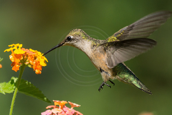 Hummingbird At Lantana 4 2014
