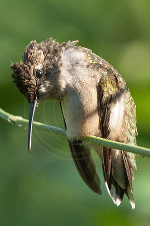 Pooped Humminbird