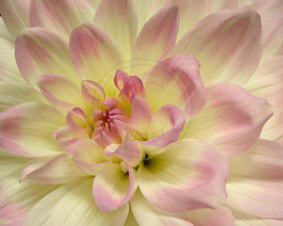 Pink and White Dahlia Close Up