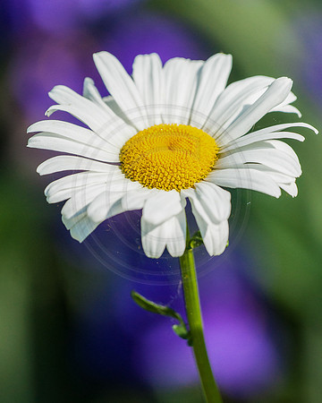 Daisy with Purple