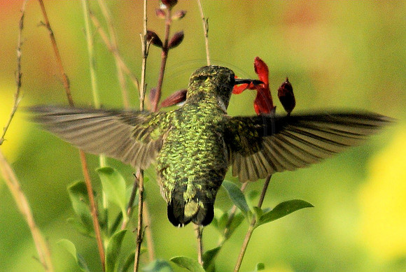 Hummingbird Cross