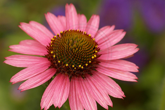 Echinacea with Aster Backgroun