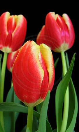 Red and Yellow Tulips