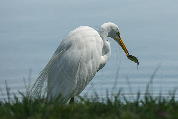 Greate Egret with Fish 2014