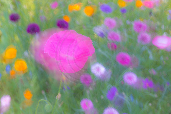 Pastel Pink Poppy 2014