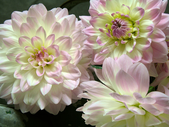 Pink and White Dahlia Trio