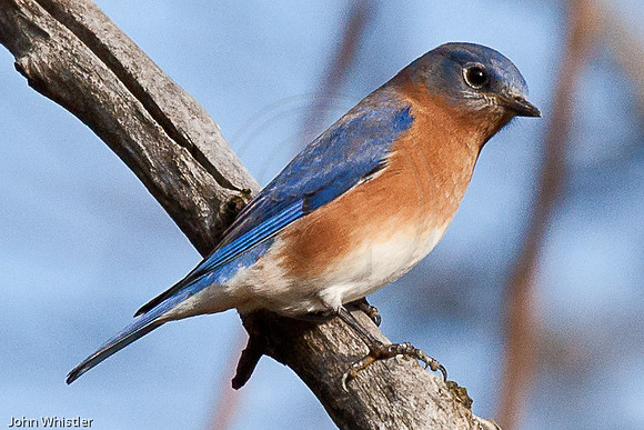 Bluebird Male