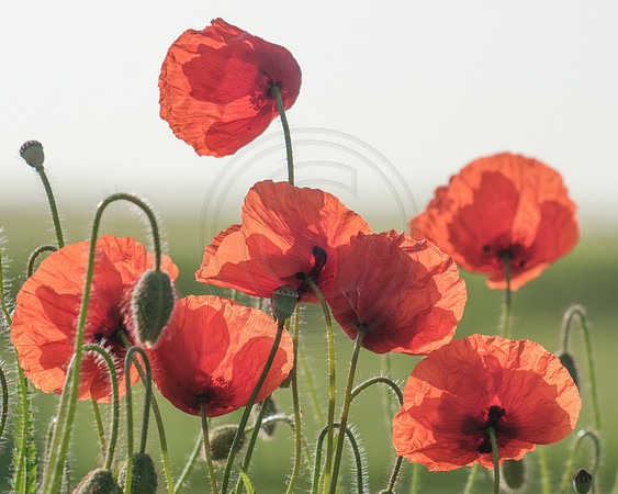 Red Poppies Group 1