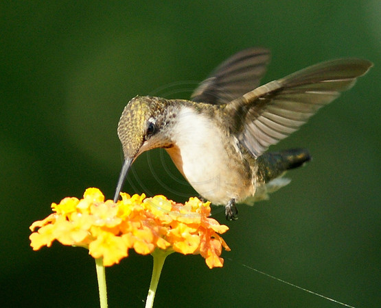 Hummingbird on Gold Lantana