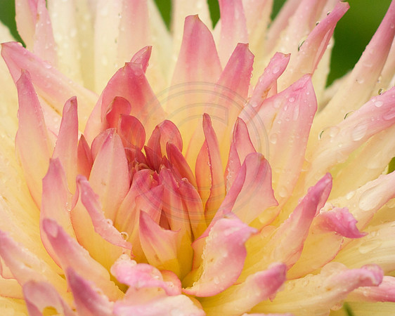 Pink and White Dahlia Center after Rain